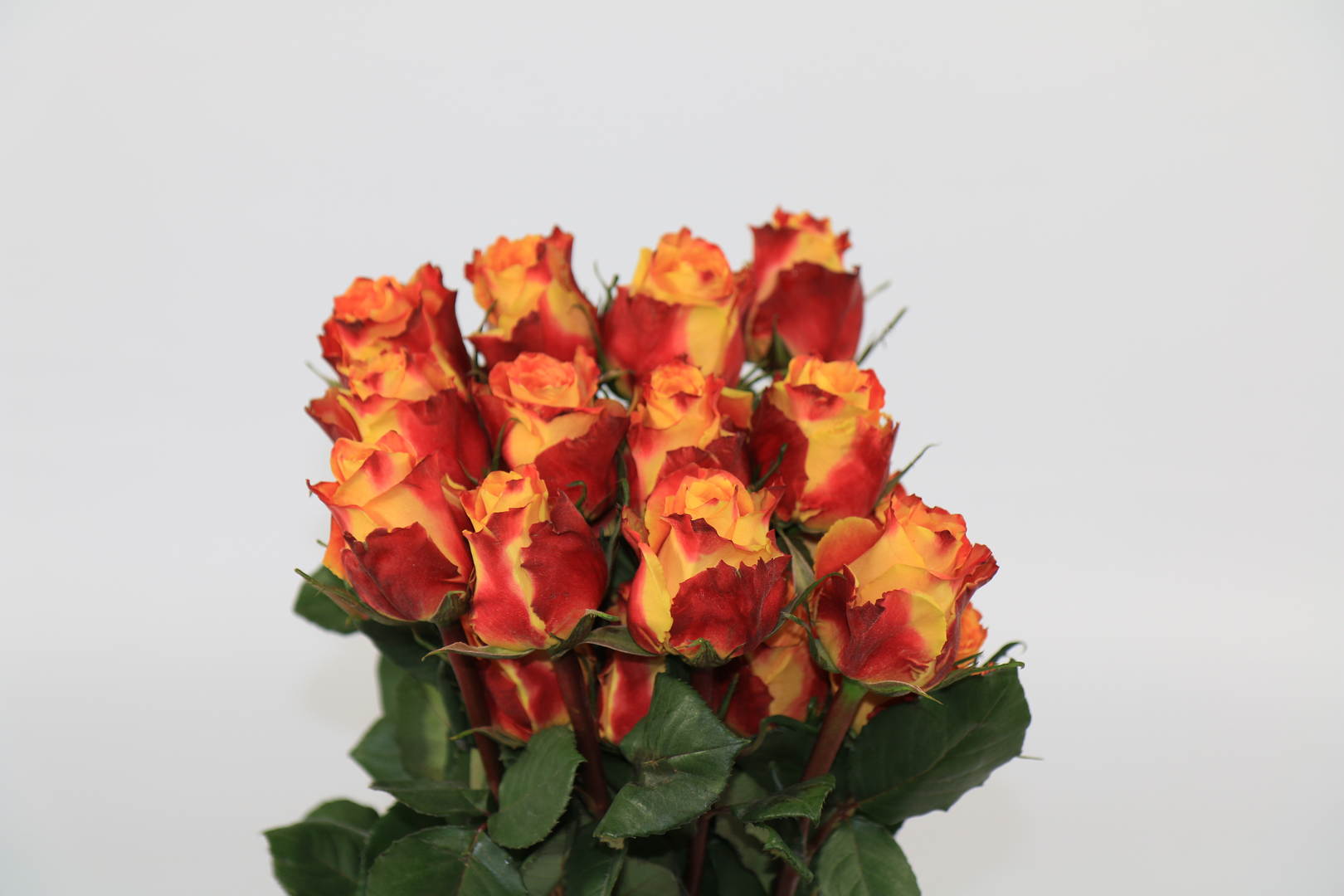 Срезанные цветы оптом Rosa ec silantoi от 100шт из Голландии с доставкой по России