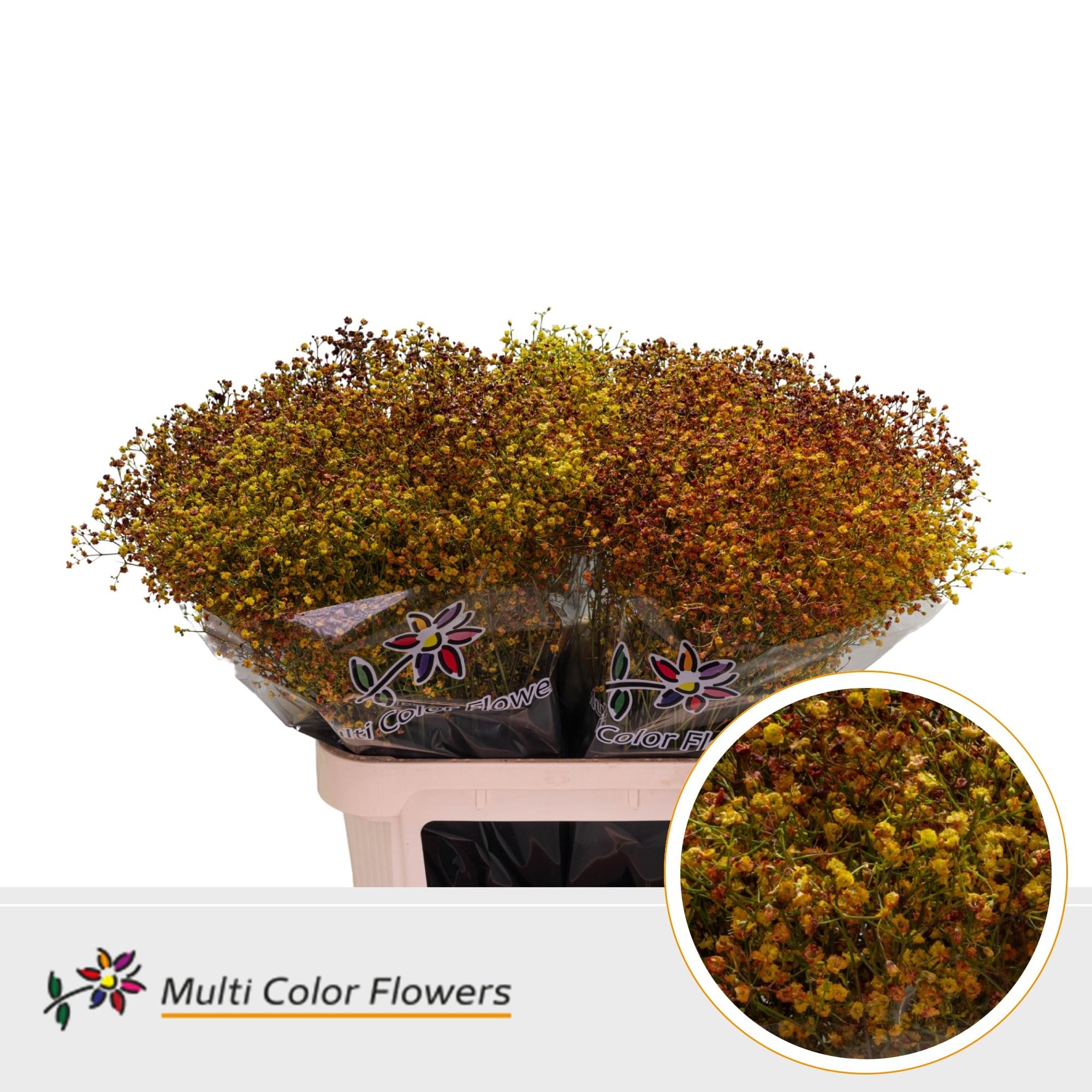 Срезанные цветы оптом Gyps fine paint autumn от 50шт из Голландии с доставкой по России