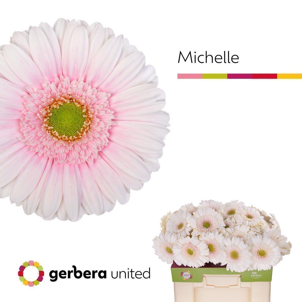 Срезанные цветы оптом Gerbera michelle A от 40шт из Голландии с доставкой по России