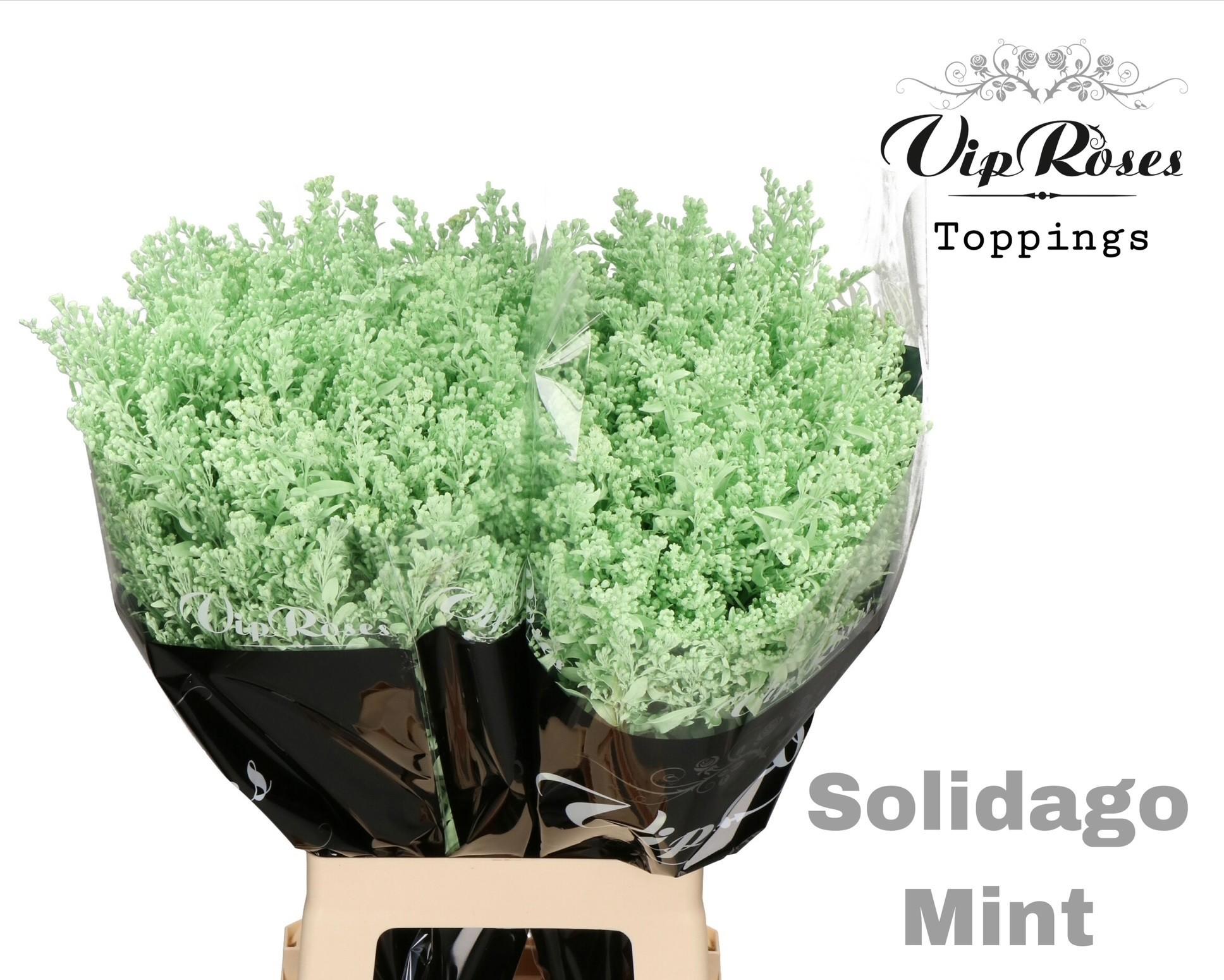 Срезанные цветы оптом Solidago paint mintgreen от 50шт из Голландии с доставкой по России