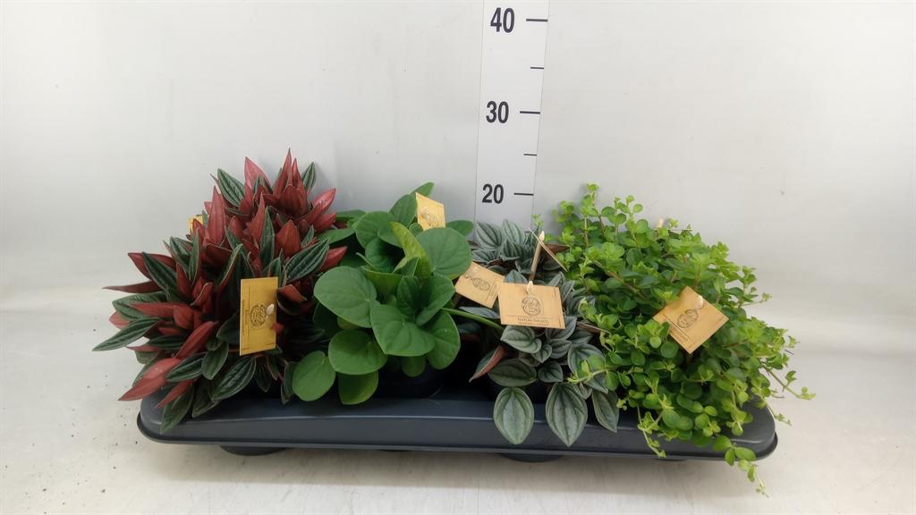 Горшечные цветы и растения оптом Peperomia   ...mix от 8шт из Голландии с доставкой по России