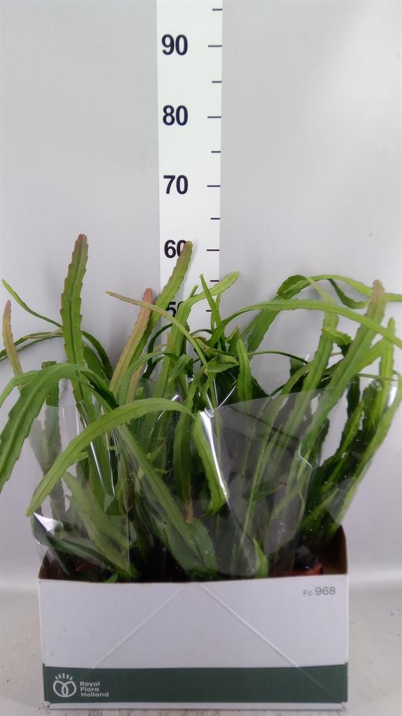 Горшечные цветы и растения оптом Epiphyllum ... от 4шт из Голландии с доставкой по России