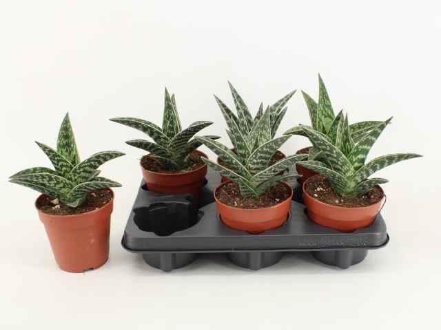 Горшечные цветы и растения оптом Aloe Variegata от 6шт из Голландии с доставкой по России