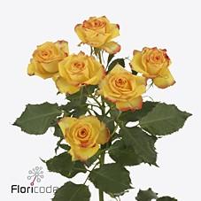 Срезанные цветы оптом Rosa spray eyeliner от 50шт из Голландии с доставкой по России