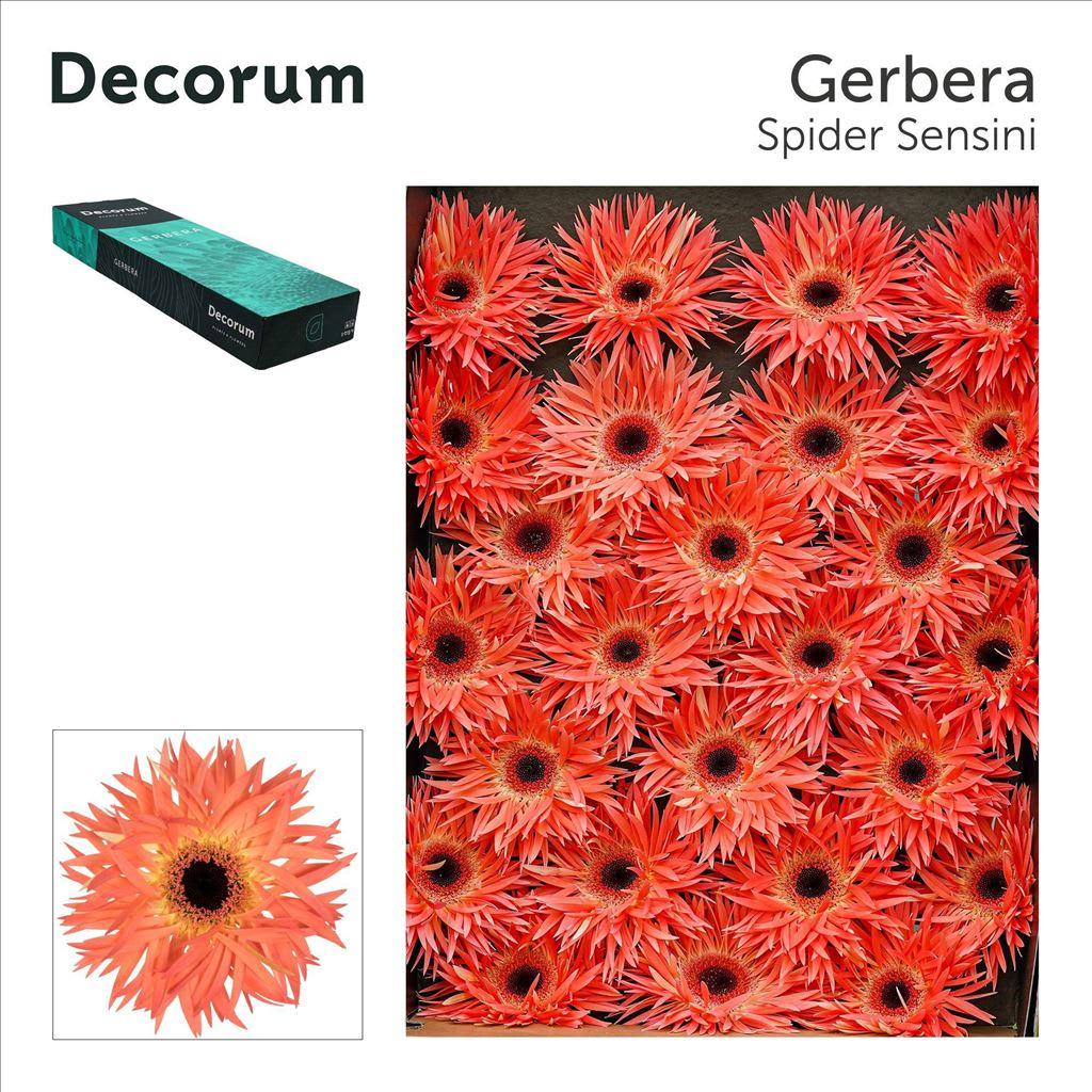 Срезанные цветы оптом Gerbera sensini от 50шт из Голландии с доставкой по России