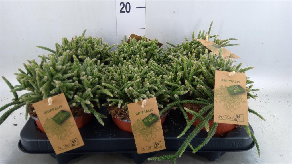 Горшечные цветы и растения оптом Rhipsalis Baccifera Subsp. Horrida от 6шт из Голландии с доставкой по России