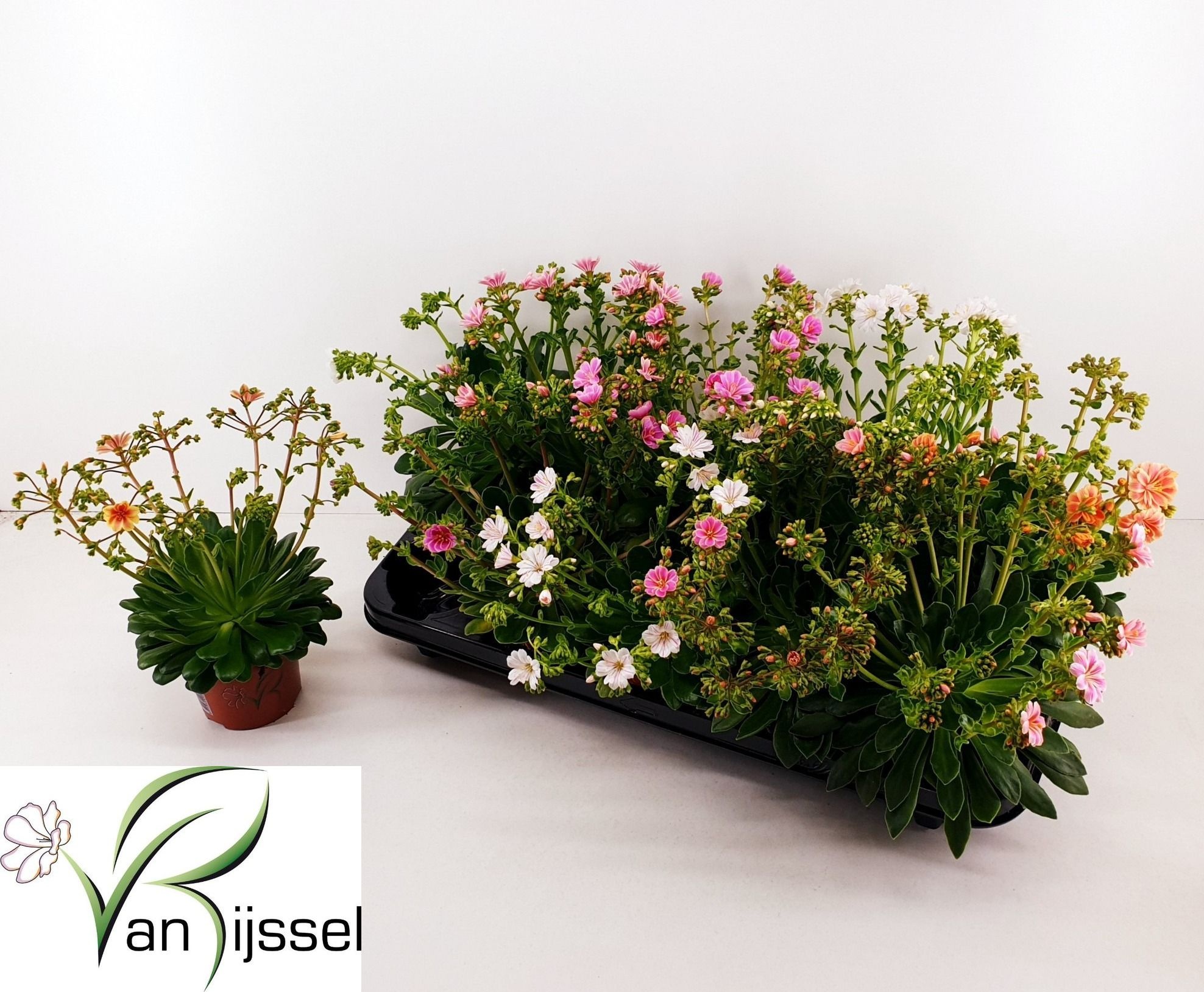 Горшечные цветы и растения оптом Lewi Mou Dreams Gem от 10шт из Голландии с доставкой по России