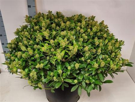 Горшечные цветы и растения оптом Skim J White Dwarf 400 Bloemen+++++ от 1шт из Голландии с доставкой по России