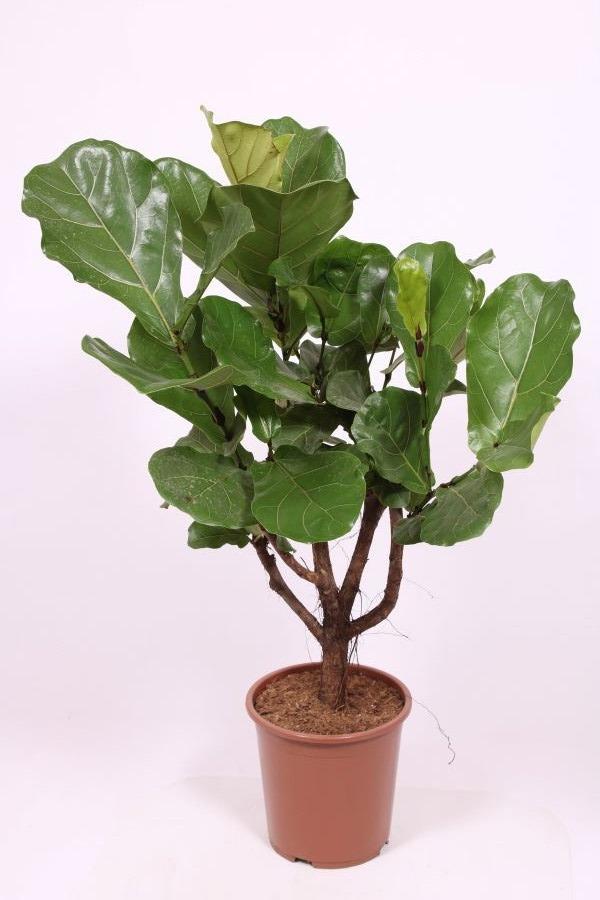 Горшечные цветы и растения оптом Ficus Lyrata Branched A от 1шт из Голландии с доставкой по России
