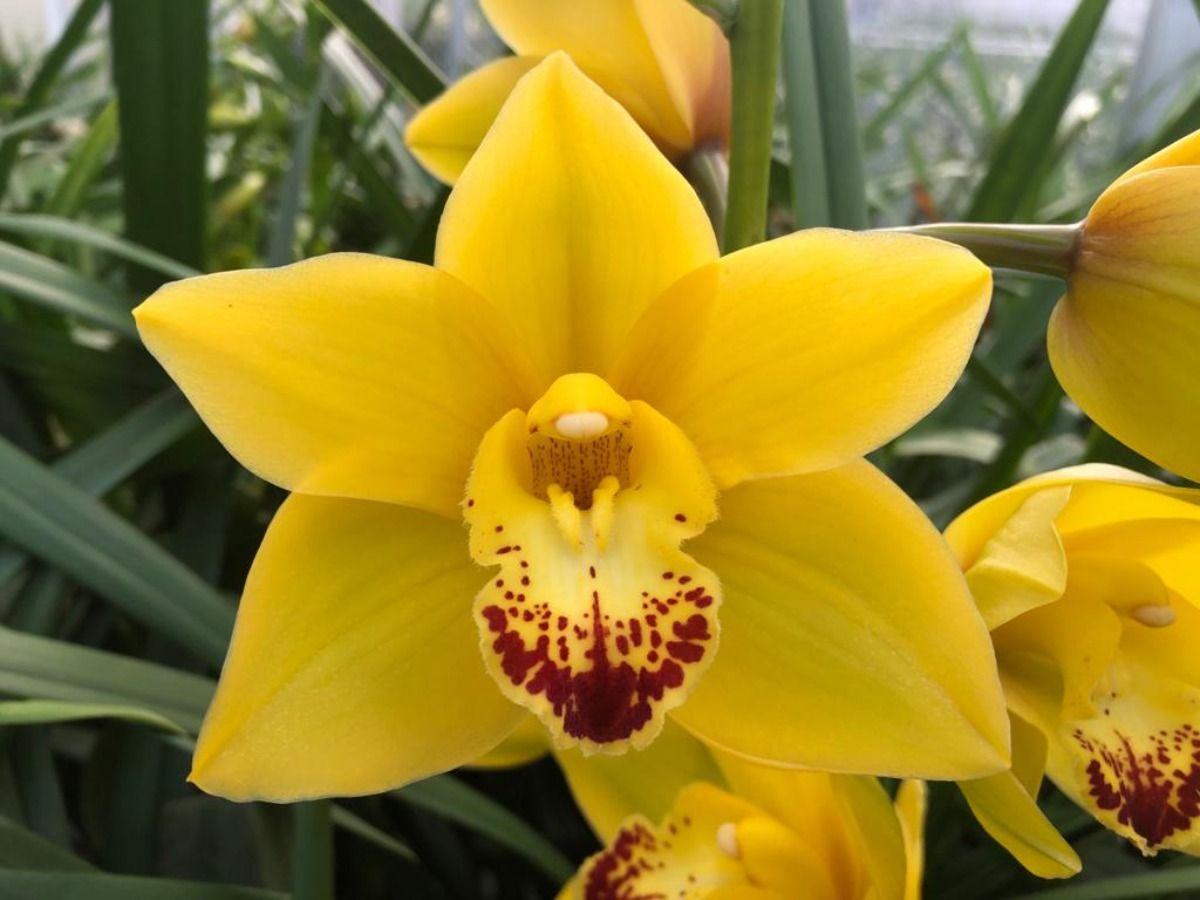 Срезанные цветы оптом Minicymbidium wish flor от 12шт из Голландии с доставкой по России
