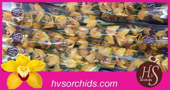 Срезанные цветы оптом Cymbidium yellow miss saigon от 6шт из Голландии с доставкой по России