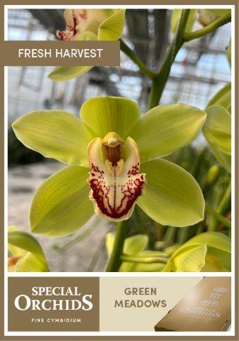 Срезанные цветы оптом Cymbidium green meadows от 6шт из Голландии с доставкой по России