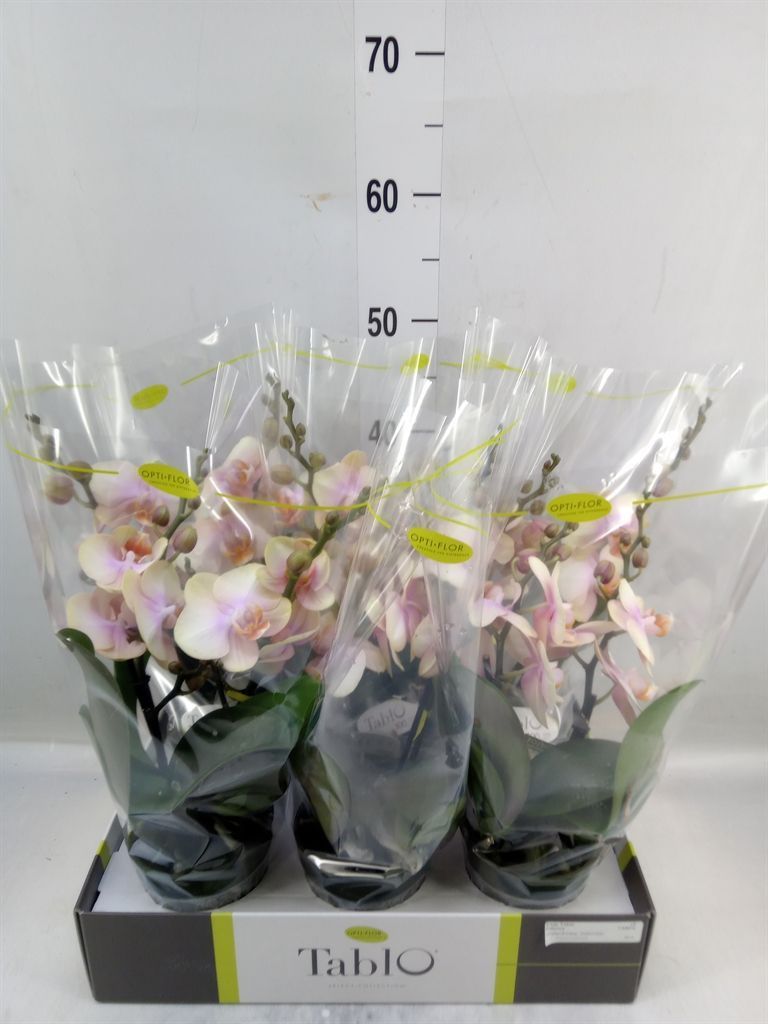 Горшечные цветы и растения оптом Phalaenopsis   ...yellow от 6шт из Голландии с доставкой по России