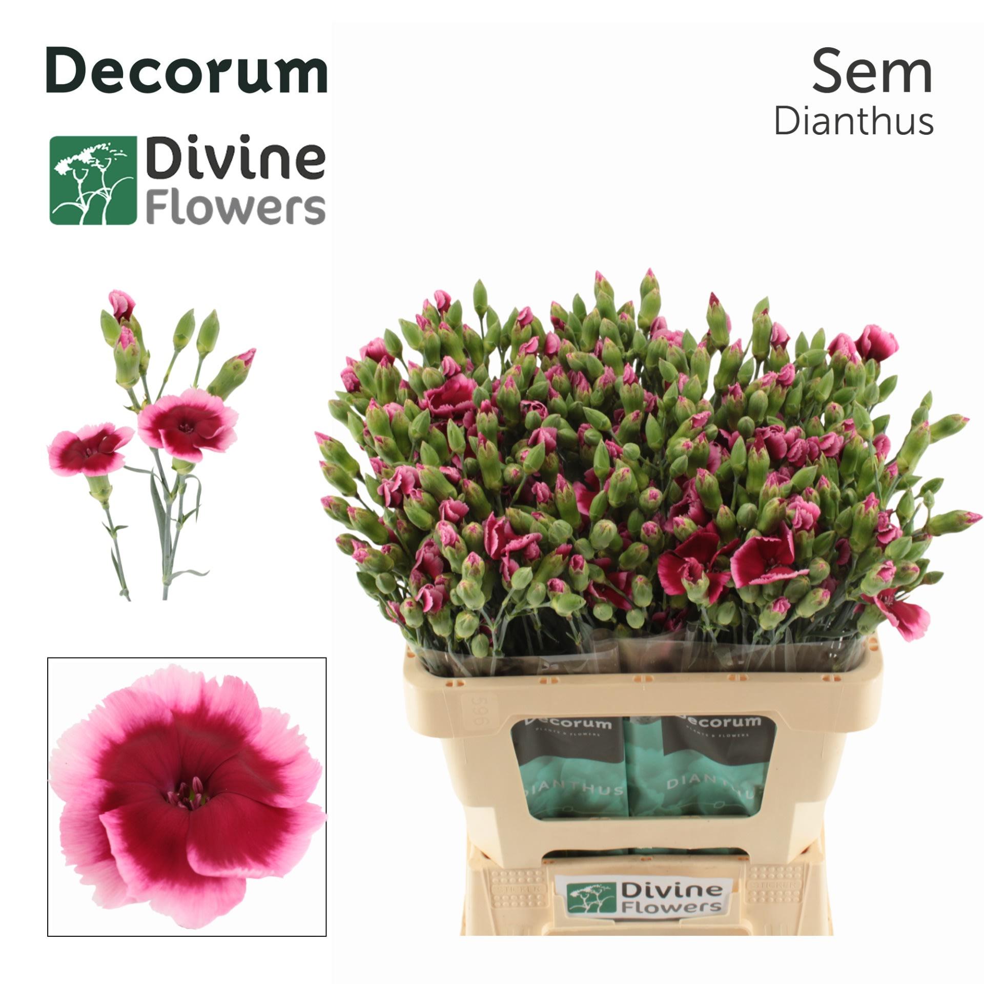Срезанные цветы оптом Dianthus sp solomio sem от 60шт из Голландии с доставкой по России