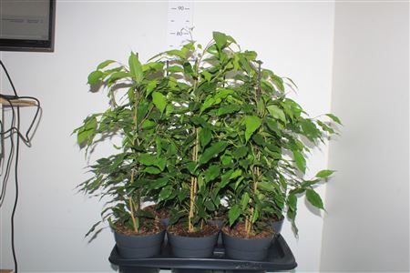 Горшечные цветы и растения оптом Fic Be Danita от 6шт из Голландии с доставкой по России