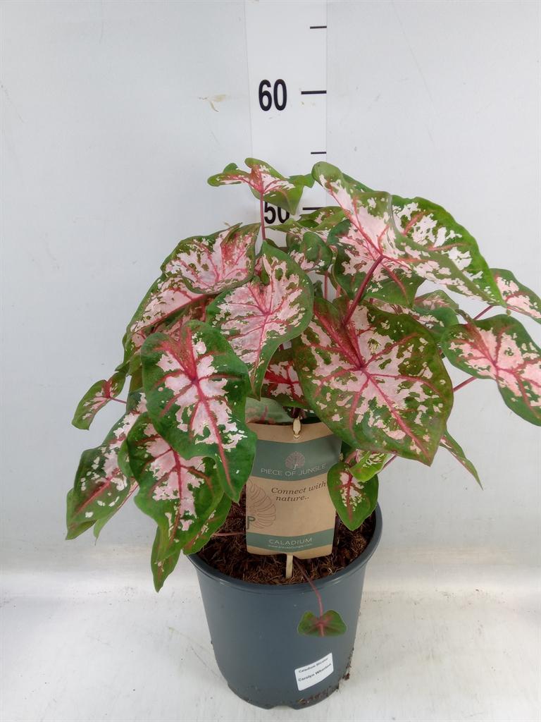 Горшечные цветы и растения оптом Caladium   ... от 1шт из Голландии с доставкой по России