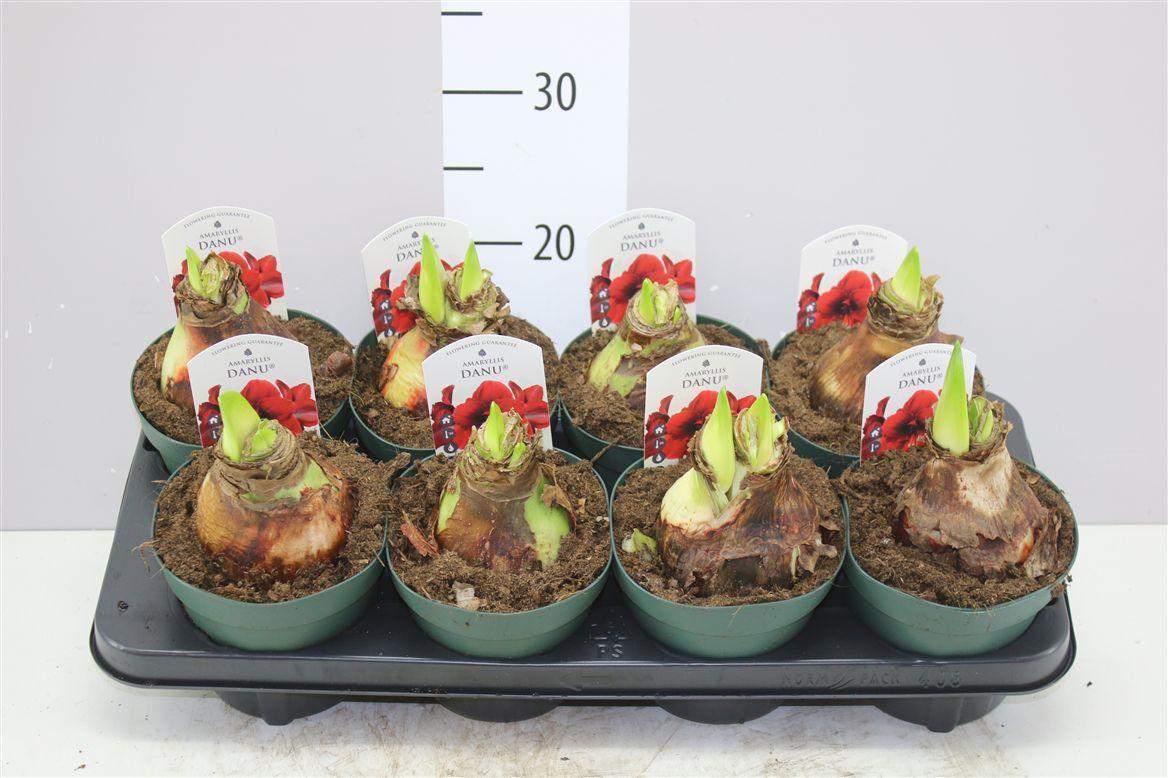 Горшечные цветы и растения оптом Hippeastrum Diamond Amorita Danu 3 Steel Dark Red от 8шт из Голландии с доставкой по России