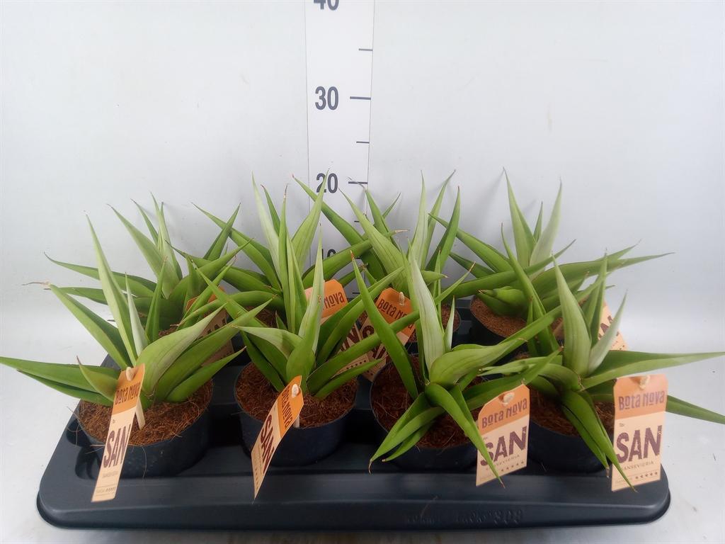 Горшечные цветы и растения оптом Sansevieria   ... от 8шт из Голландии с доставкой по России