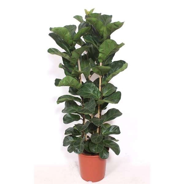 Горшечные цветы и растения оптом Ficus Lyrata Bambino 3pp от 1шт из Голландии с доставкой по России