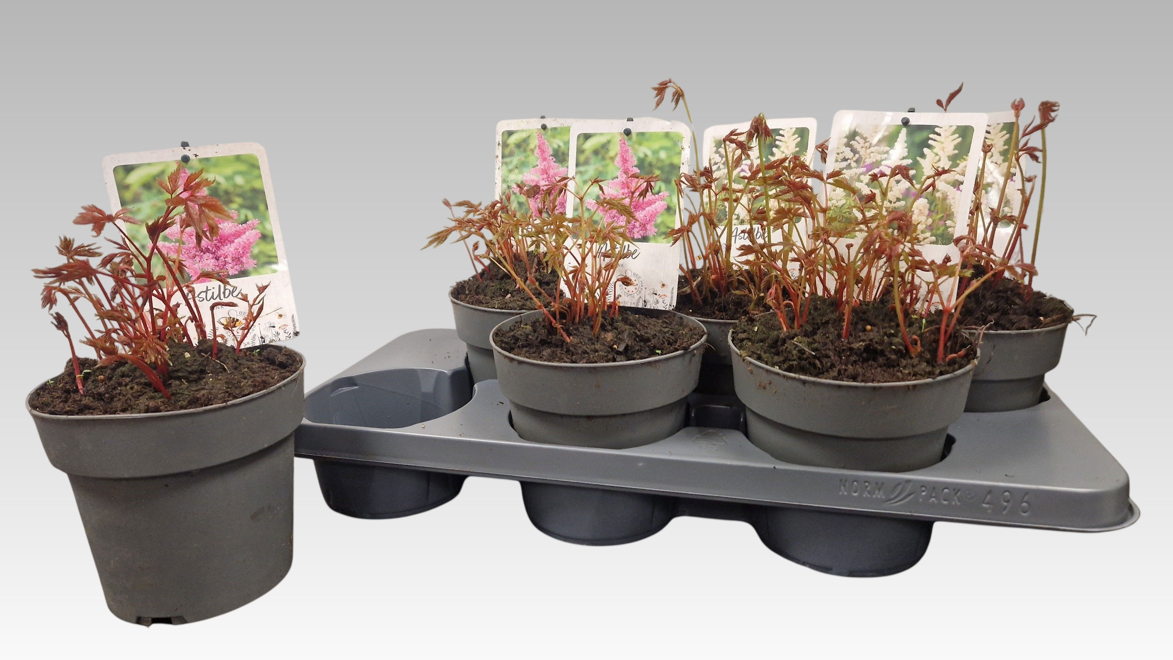Горшечные цветы и растения оптом Astilb Gem 2 Kl от 6шт из Голландии с доставкой по России