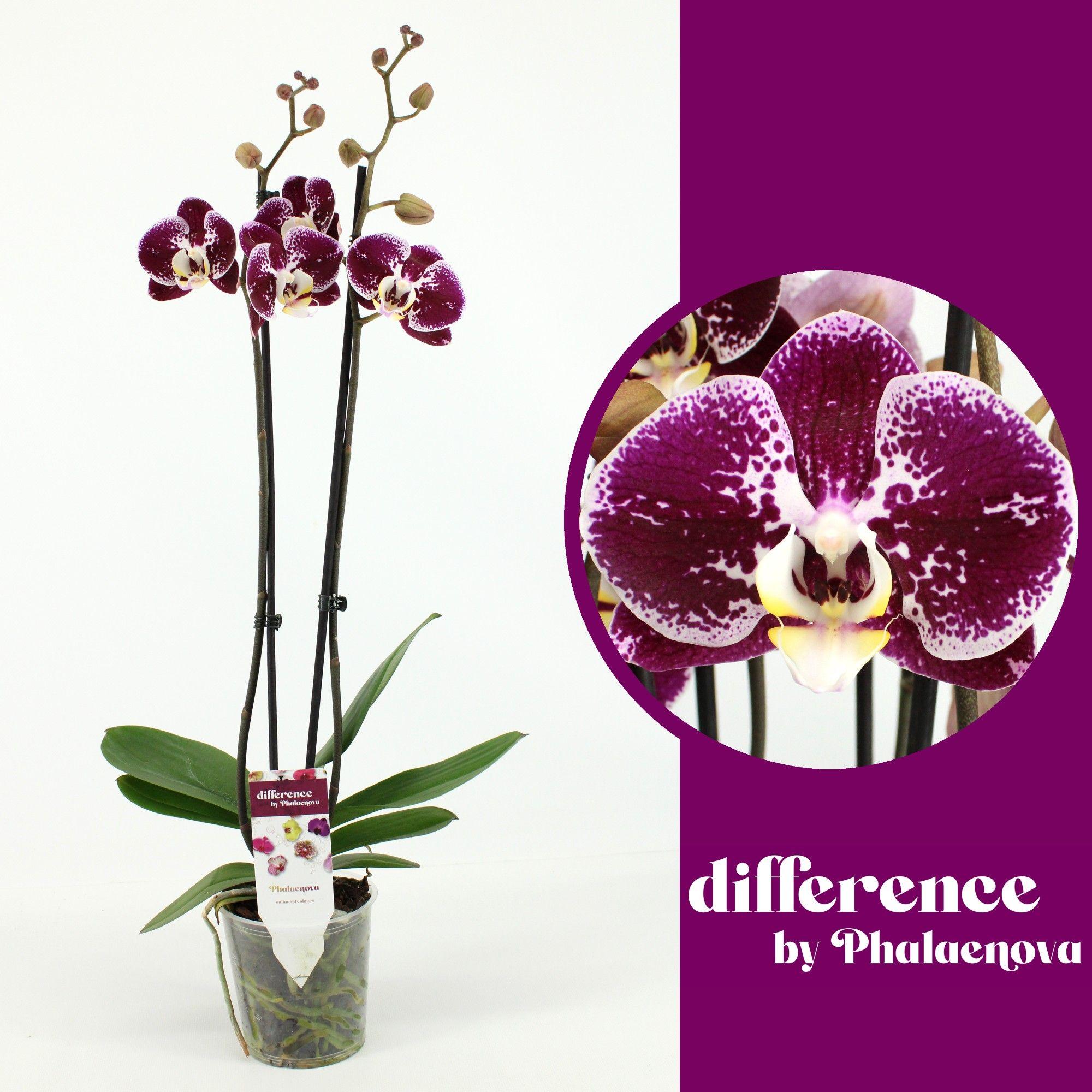 Горшечные цветы и растения оптом Phal 2st Compilation 14+ (phalaenova) от 10шт из Голландии с доставкой по России