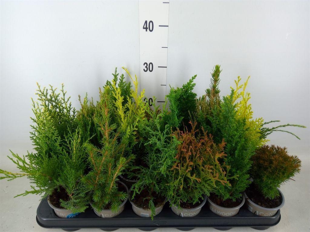 Горшечные цветы и растения оптом Conifers   ...mix от 18шт (для телеги) из Голландии с доставкой по России