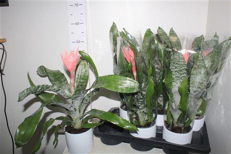 Горшечные цветы и растения оптом Aech Fas Primera Keramiek Wit от 6шт из Голландии с доставкой по России