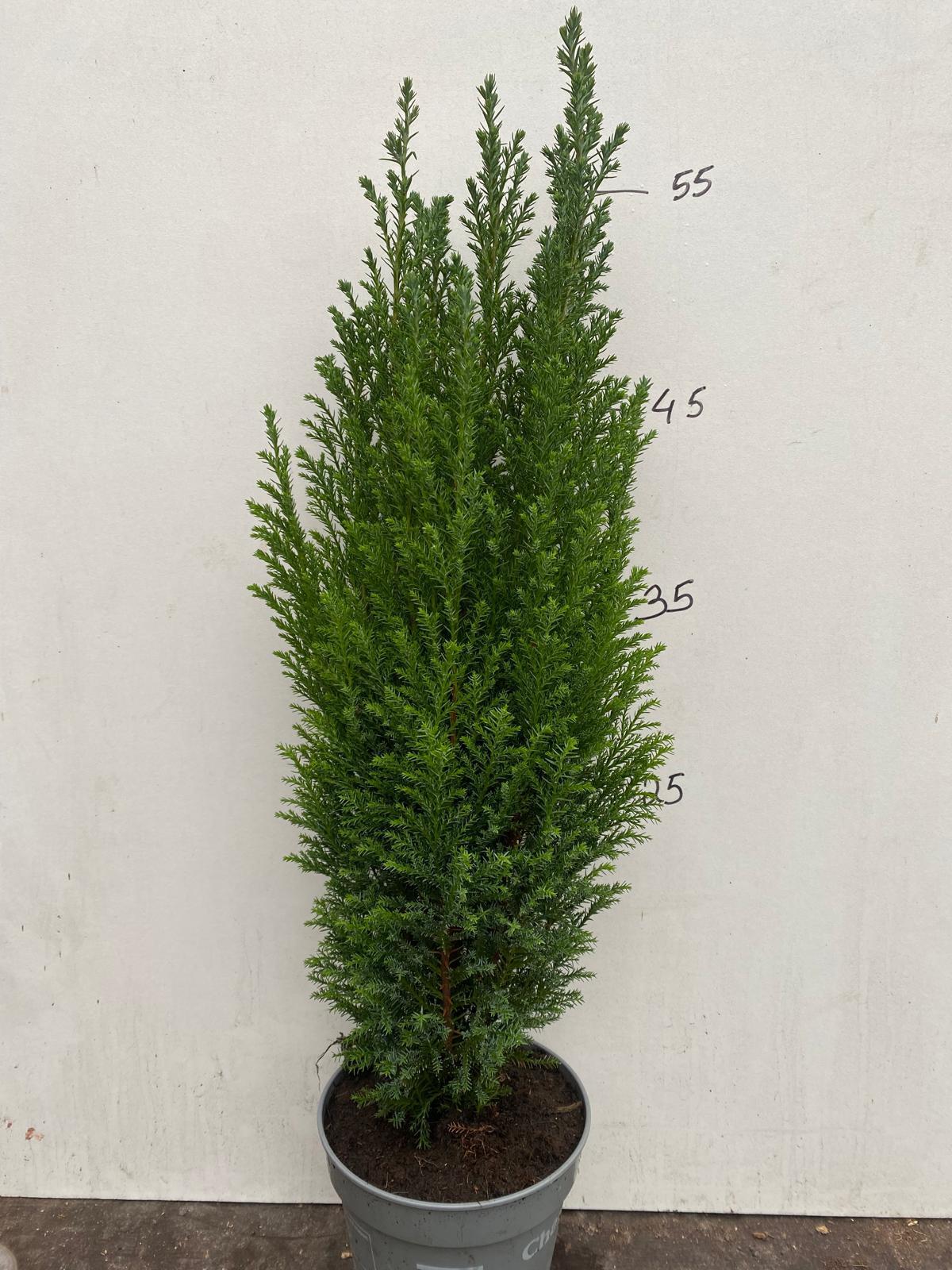 Горшечные цветы и растения оптом Chamaecyparis Law. Ellwoodii от 10шт из Голландии с доставкой по России