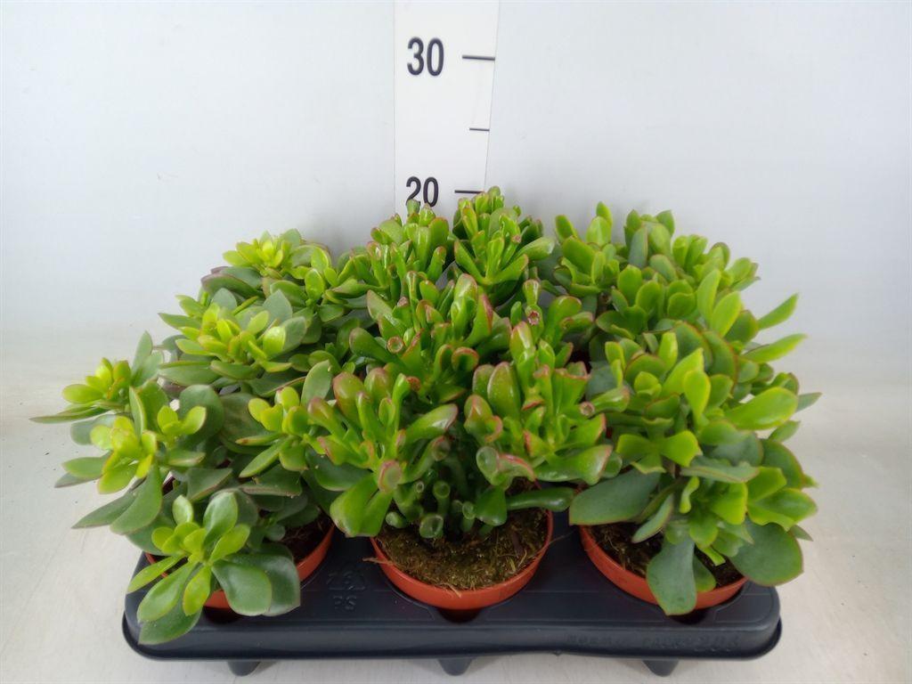 Горшечные цветы и растения оптом Crassula   ...mix от 6шт из Голландии с доставкой по России