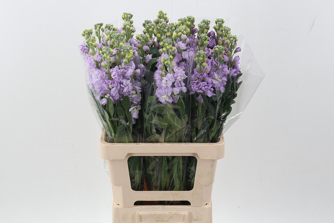 Срезанные цветы оптом Matthiola phantom lavender от 30шт из Голландии с доставкой по России