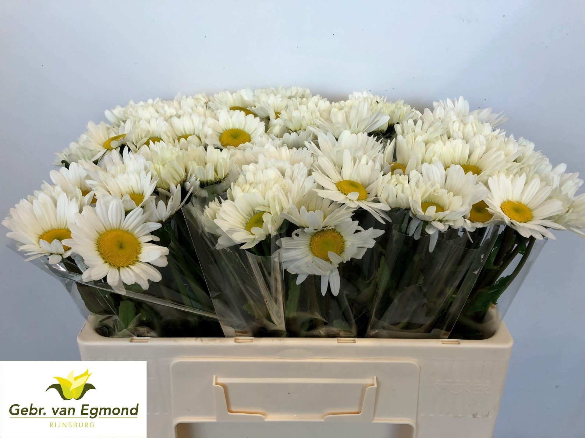Срезанные цветы оптом Leucanthemum rhine view от 120шт из Голландии с доставкой по России