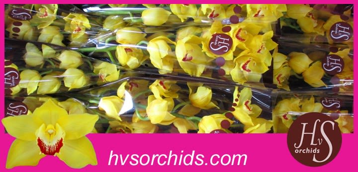 Срезанные цветы оптом Cymbidium yellow mimosa от 12шт из Голландии с доставкой по России