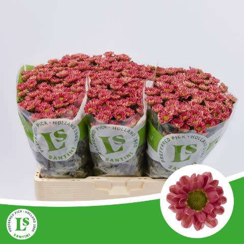 Срезанные цветы оптом Chrys sa rossi lobster от 75шт из Голландии с доставкой по России