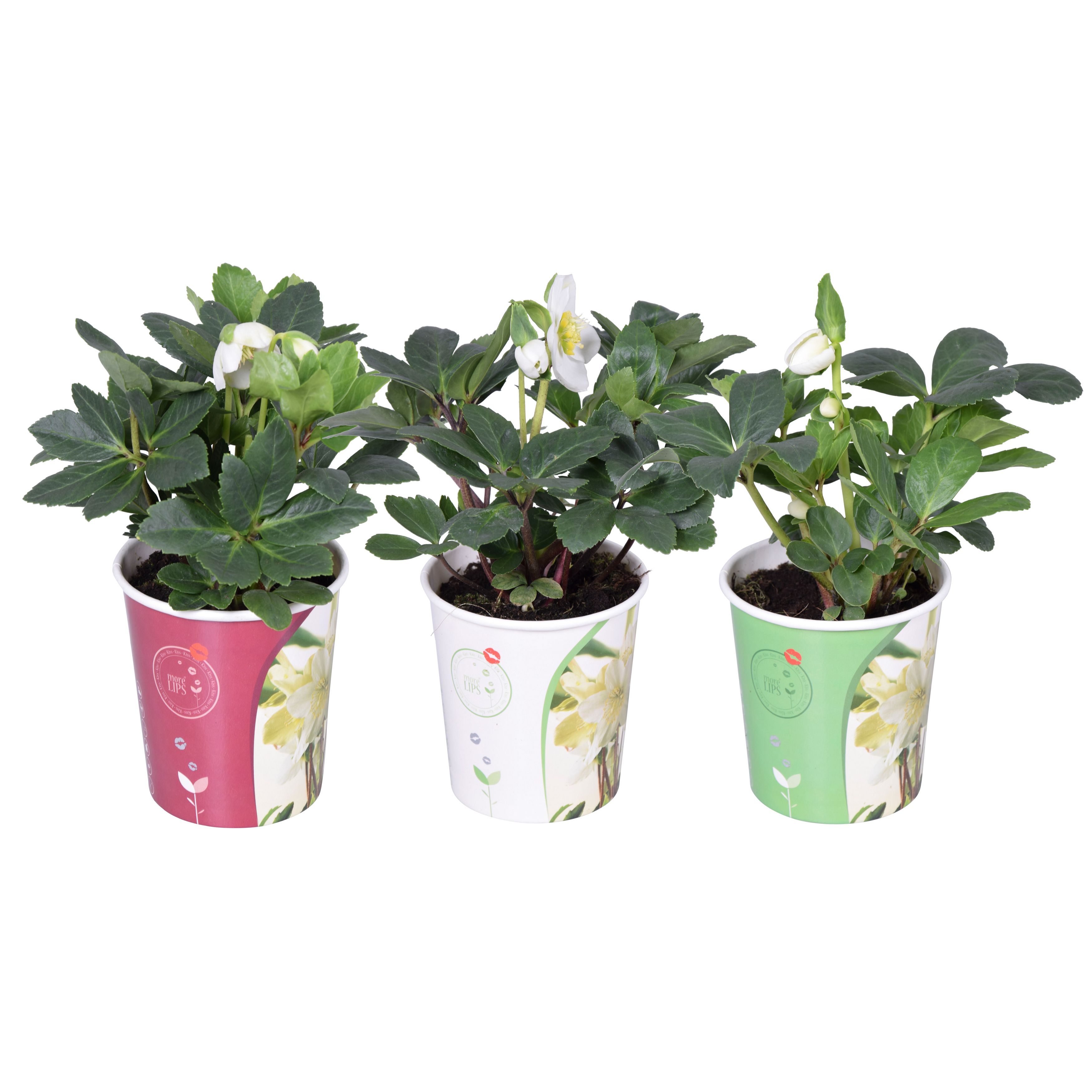 Горшечные цветы и растения оптом Morelips Helleborus N. Christmas Carol 9cm (l) от 8шт (для телеги) из Голландии с доставкой по России