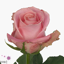 Срезанные цветы оптом Rosa large hermosa+ от 50шт из Голландии с доставкой по России