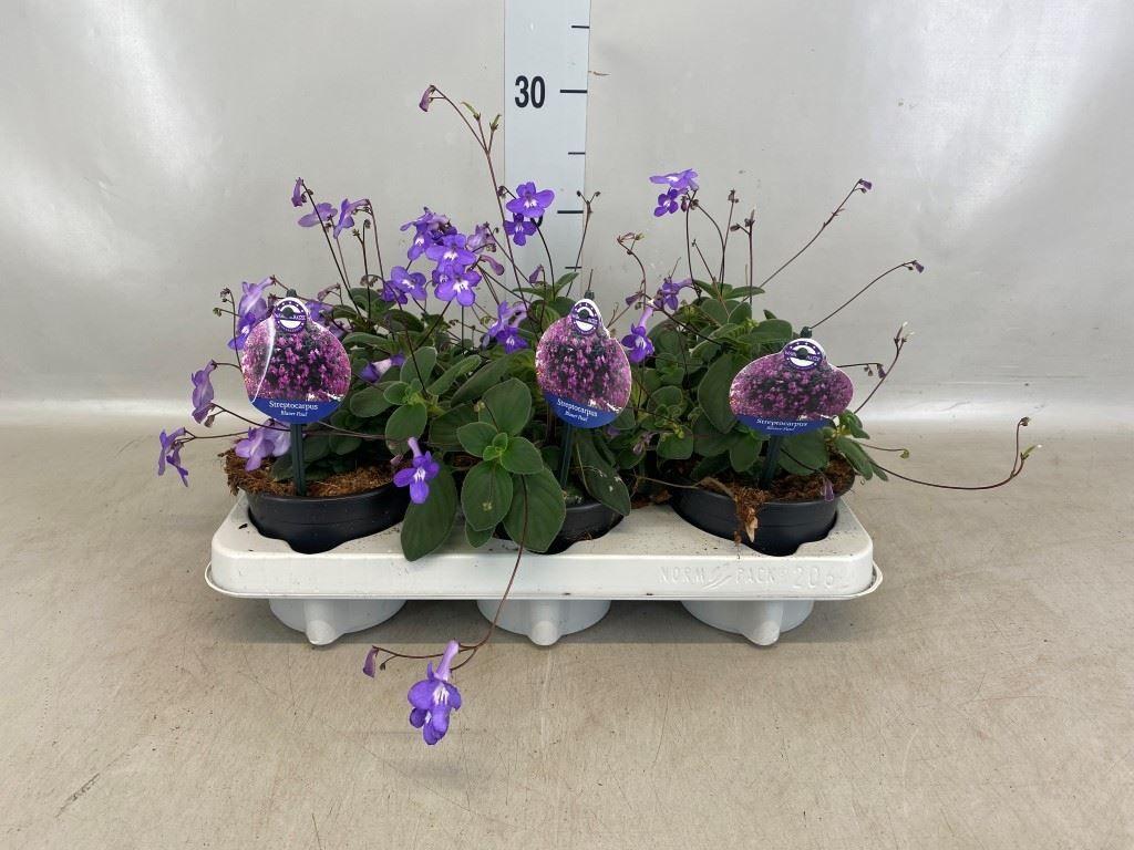 Горшечные цветы и растения оптом Streptocarpus Saxorum от 6шт из Голландии с доставкой по России