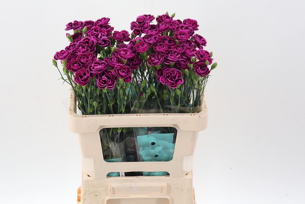 Срезанные цветы оптом Dianthus sp tropic butterfly eolo от 60шт из Голландии с доставкой по России