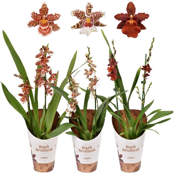 Горшечные цветы и растения оптом Cambria 2st Mix от 10шт из Голландии с доставкой по России