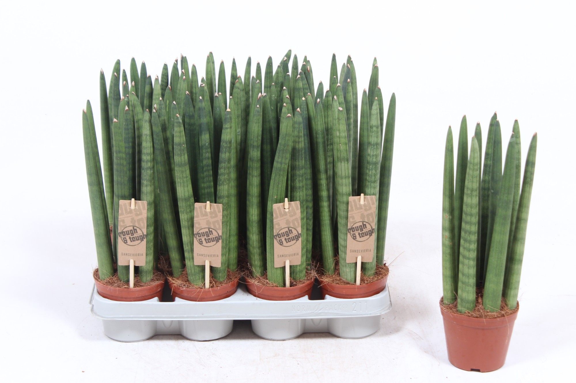 Горшечные цветы и растения оптом Sansevieria Straight от 11шт из Голландии с доставкой по России