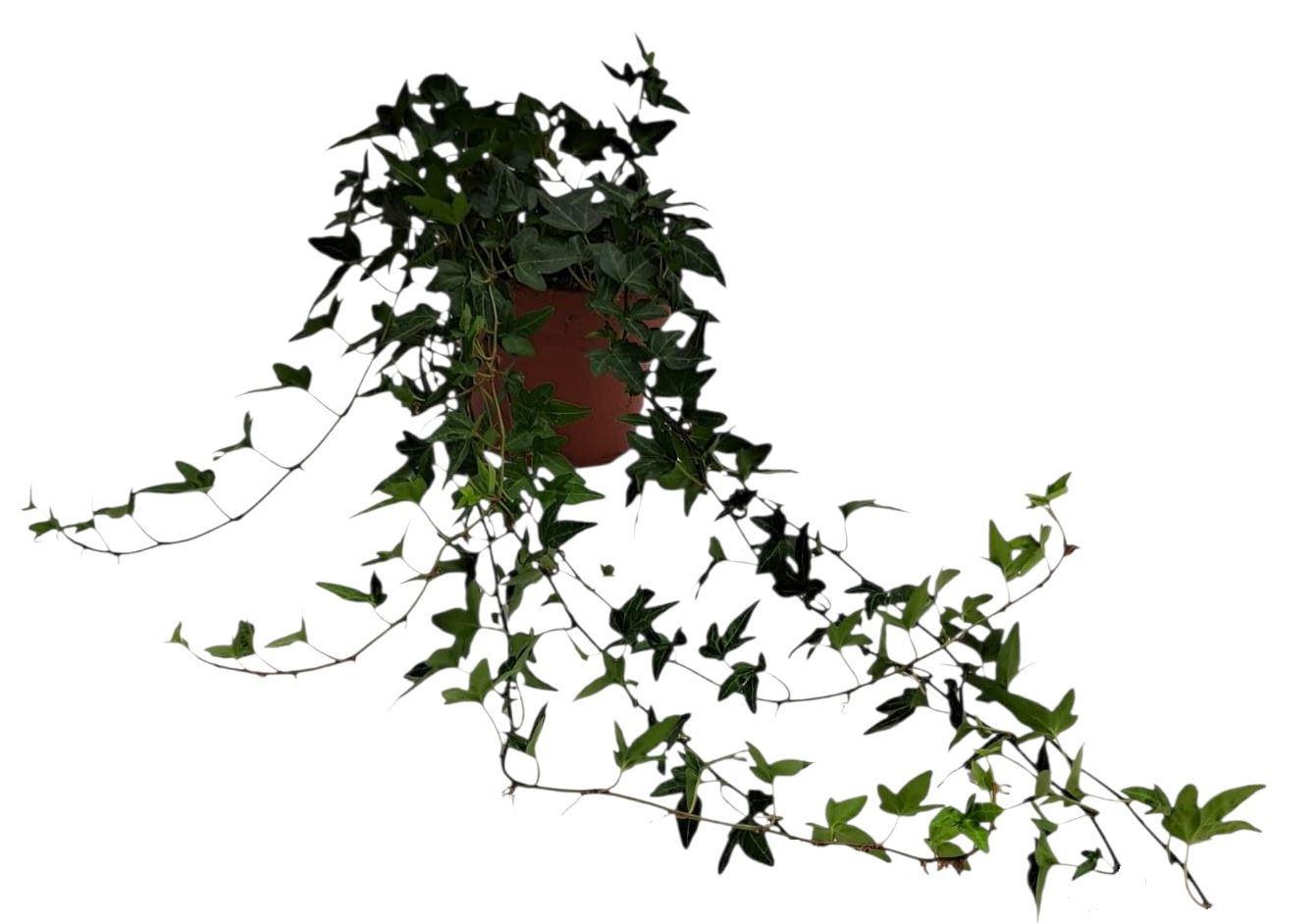 Горшечные цветы и растения оптом Hedera Shamrock Medium Long от 10шт из Голландии с доставкой по России