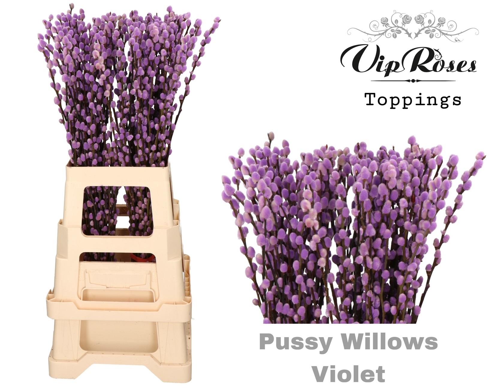 Срезанные цветы оптом Salix paint pussy willow violet от 100шт из Голландии с доставкой по России
