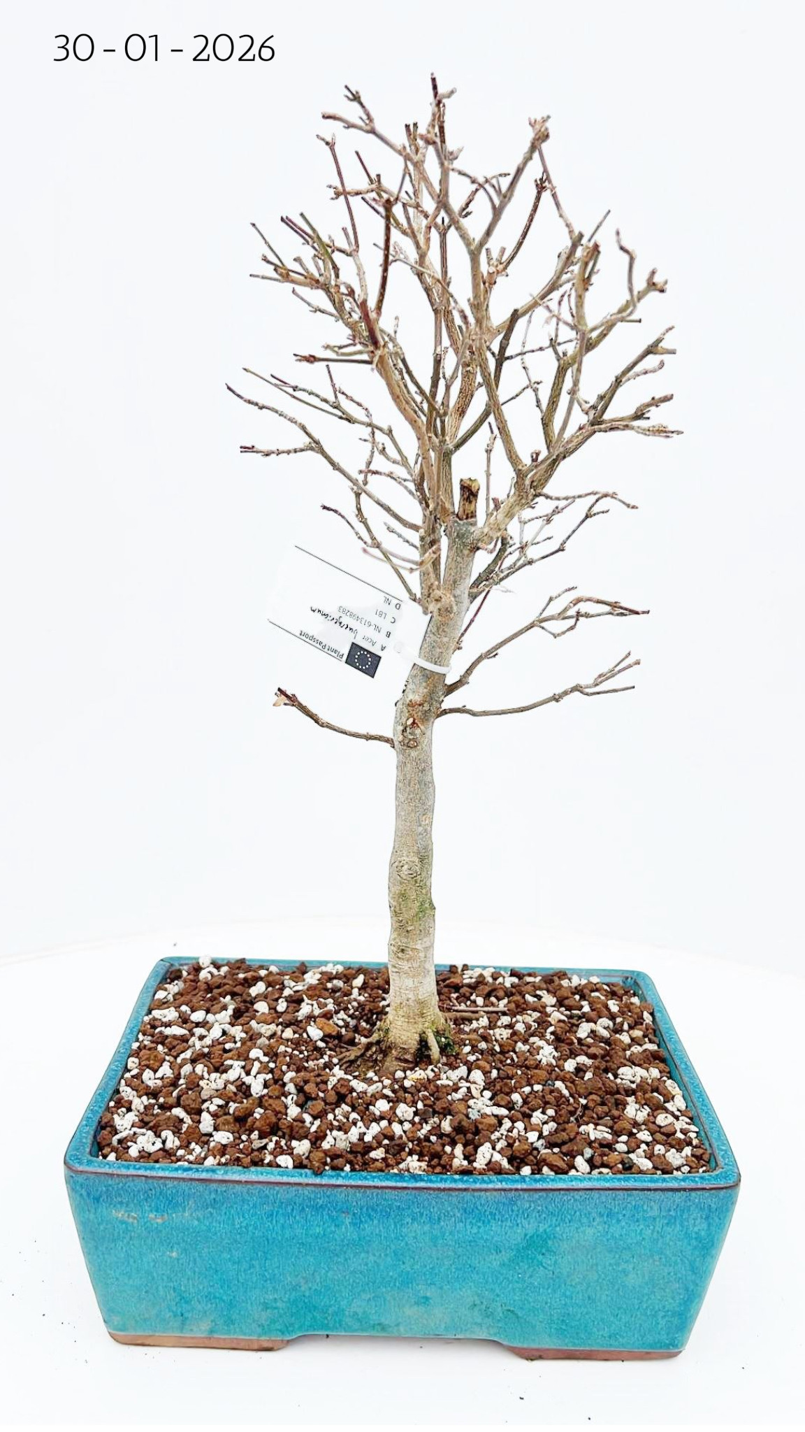 Горшечные цветы и растения оптом Bonsai Acer Buergerianum от 2шт из Голландии с доставкой по России