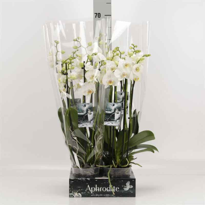 Горшечные цветы и растения оптом Phalaenopsis   ...white от 4шт из Голландии с доставкой по России