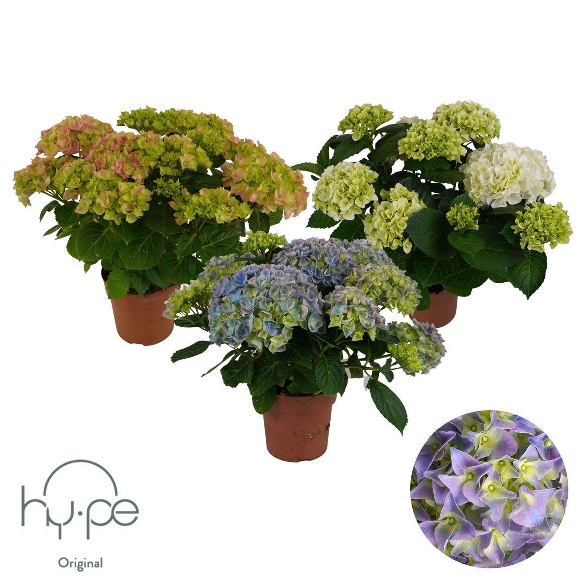 Горшечные цветы и растения оптом Hydrangea Ma Mix 7+ (hy-pe) от 6шт из Голландии с доставкой по России