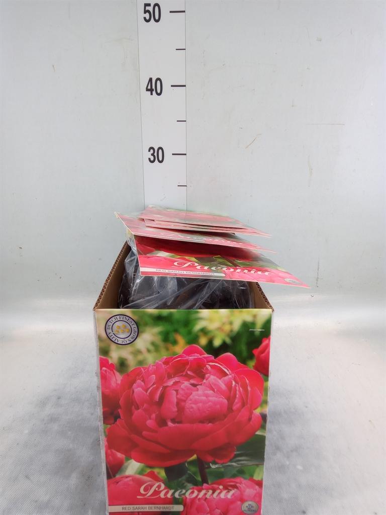 Горшечные цветы и растения оптом Flowerbulbs, Corns Or Tubers   ... от 10шт' из Голландии с доставкой по России