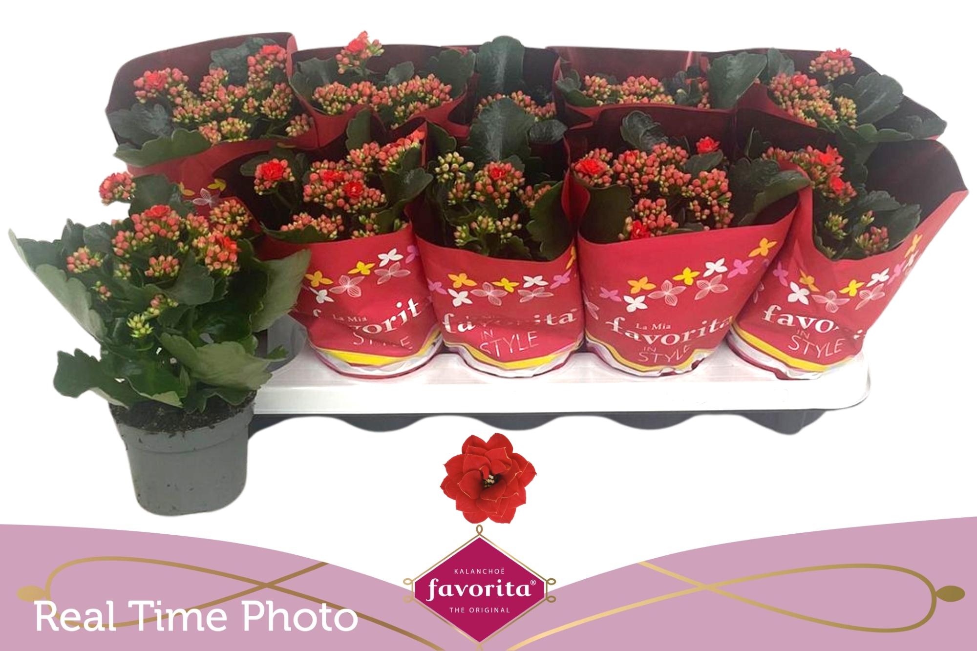 Горшечные цветы и растения оптом Kal Ge Perfecta Red от 10шт из Голландии с доставкой по России