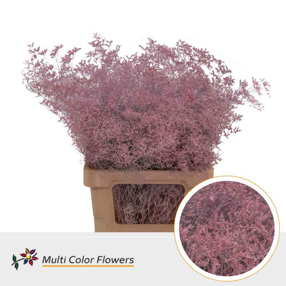 Срезанные цветы оптом Limonium paint pink light от 25шт из Голландии с доставкой по России