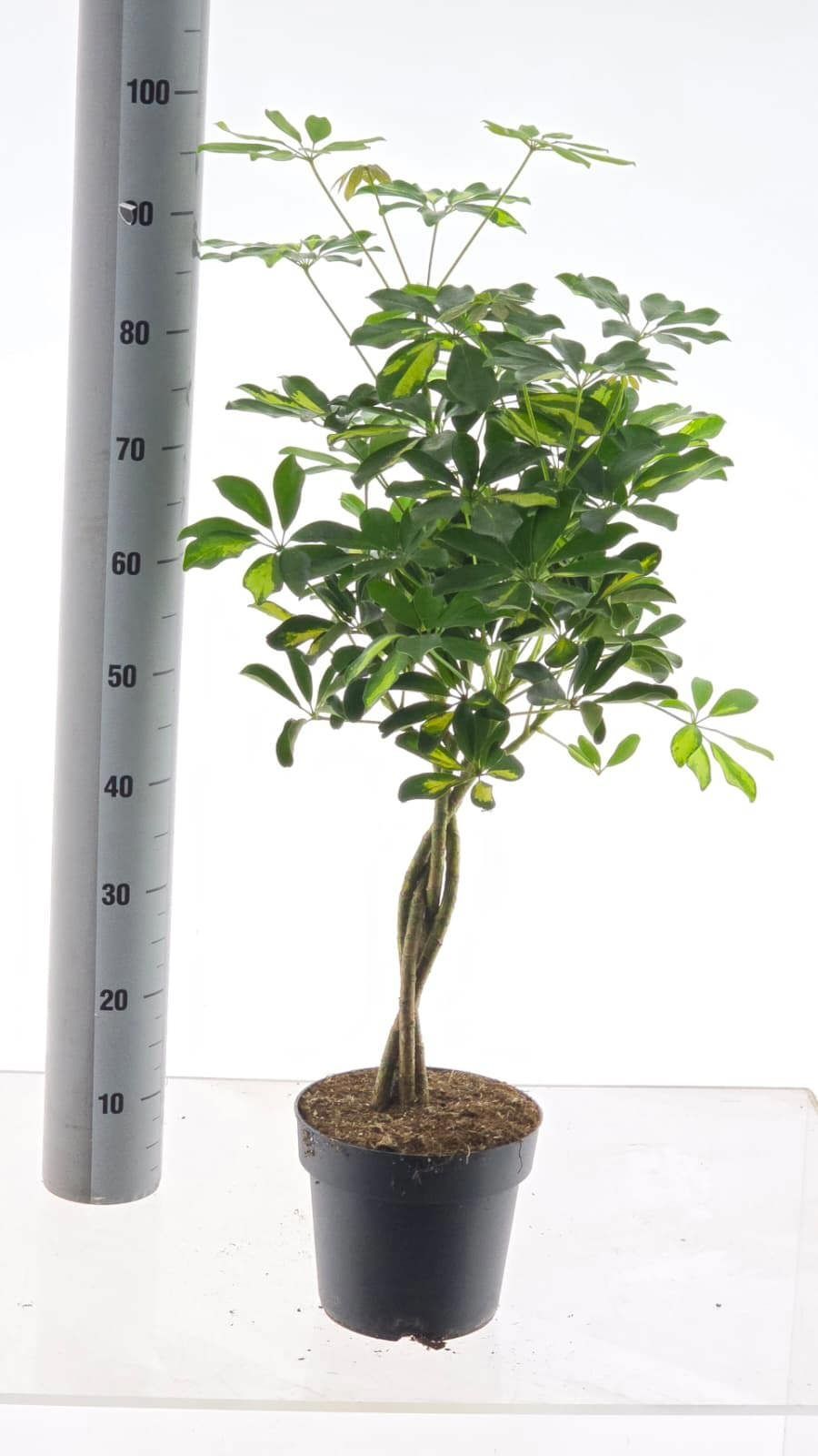 Горшечные цветы и растения оптом Schef Ar Gold Capell от 1шт из Голландии с доставкой по России