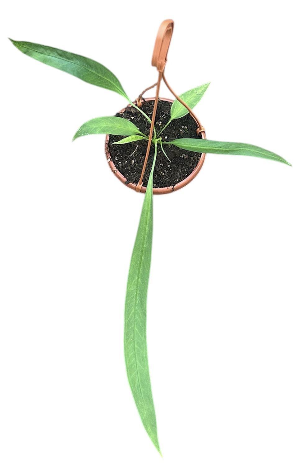 Горшечные цветы и растения оптом Anthurium Vittarifolium от 1шт из Голландии с доставкой по России