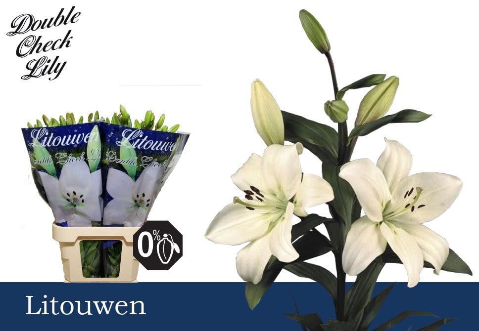 Срезанные цветы оптом Lilium la litouwen от 60шт из Голландии с доставкой по России